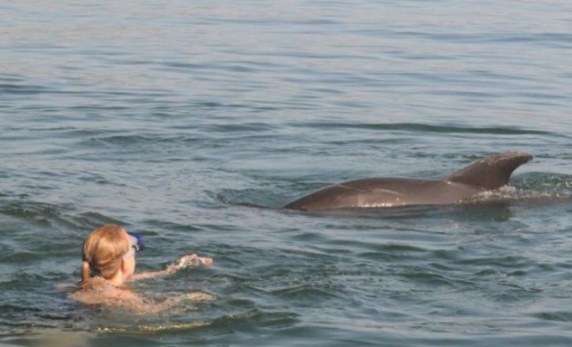 Natacion con delfines